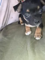 Little, a female Miniature Pinscher for sale in Littlerock, CA – 2 of 5