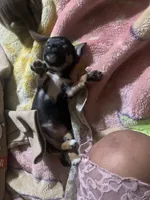 Little, a female Miniature Pinscher for sale in Littlerock, CA – 5 of 5