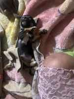 Little, a female Miniature Pinscher for sale in Littlerock, CA – 4 of 5