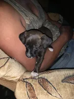 Lola, a female Miniature Pinscher and Pomeranian for sale in Littlerock, CA – 3 of 4