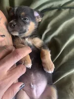 Rocko, a male Miniature Pinscher and Pomeranian for sale in Littlerock, CA – 3 of 3