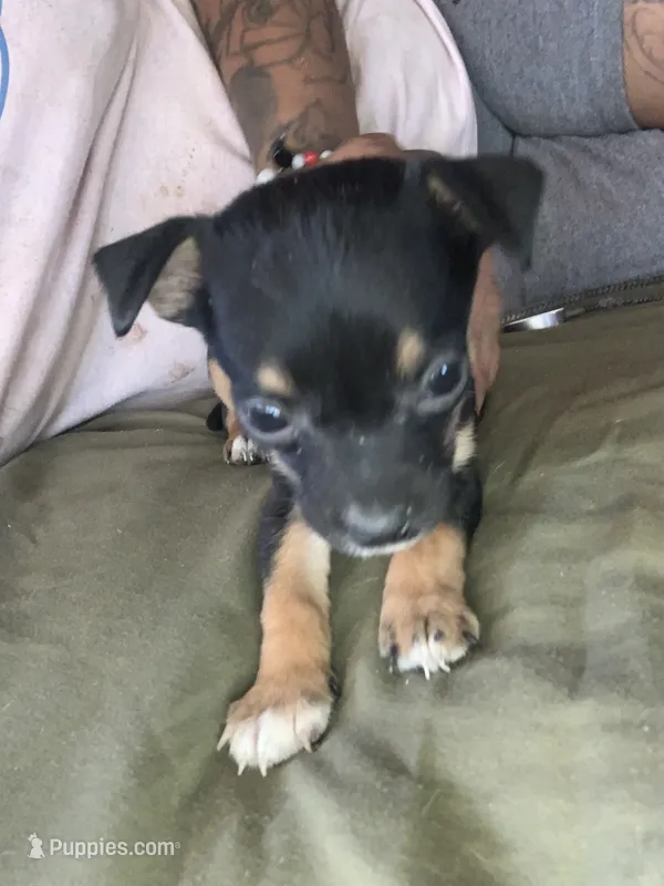 Little – Miniature Pinscher puppy for sale in Littlerock, CA