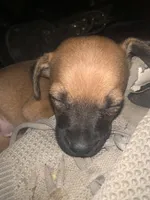 Lil Buddha/Jr, a male Miniature Pinscher and Pomeranian for sale in Littlerock, CA – 2 of 5