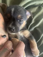 Rocko, a male Miniature Pinscher and Pomeranian for sale in Littlerock, CA – 2 of 3
