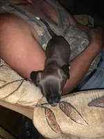Lola, a female Miniature Pinscher and Pomeranian for sale in Littlerock, CA – 4 of 4