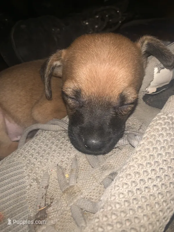 Lil Buddha/Jr – Miniature Pinscher, Pomeranian puppy for sale in Littlerock, CA