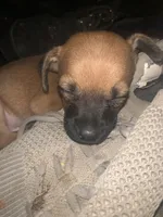 Lil Buddha/Jr, a male Miniature Pinscher and Pomeranian for sale in Littlerock, CA – 1 of 5