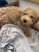 Marley/Milo, a male Poodle - Miniature  for sale in Orlando, OK – Photo 2 of 4