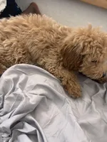 Marley/Milo, a male Poodle - Miniature  for sale in Orlando, OK – Photo 4 of 4