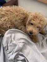 Marley/Milo, a male Poodle - Miniature  for sale in Orlando, OK – Photo 3 of 4