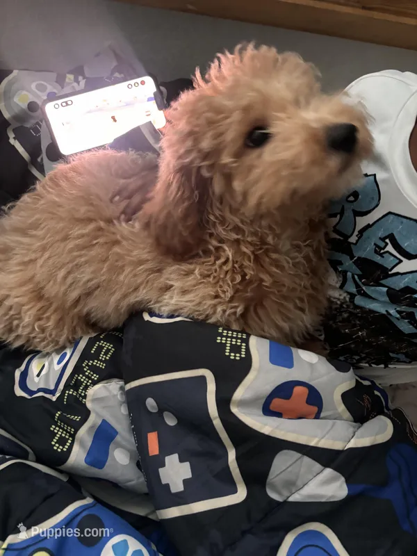 Marley/Milo – Poodle - Miniature  puppy for sale in Orlando, OK