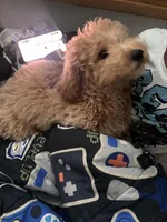 Marley/Milo, a male Poodle - Miniature  for sale in Orlando, OK – Photo 1 of 4