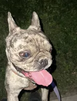 Luna , a female French Bulldog for sale in Merced, CA – 1 of 2