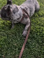 Luna , a female French Bulldog for sale in Merced, CA – 2 of 2