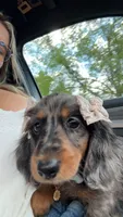 molly, a female Dachshund for sale in Greenville, VA – 2 of 2