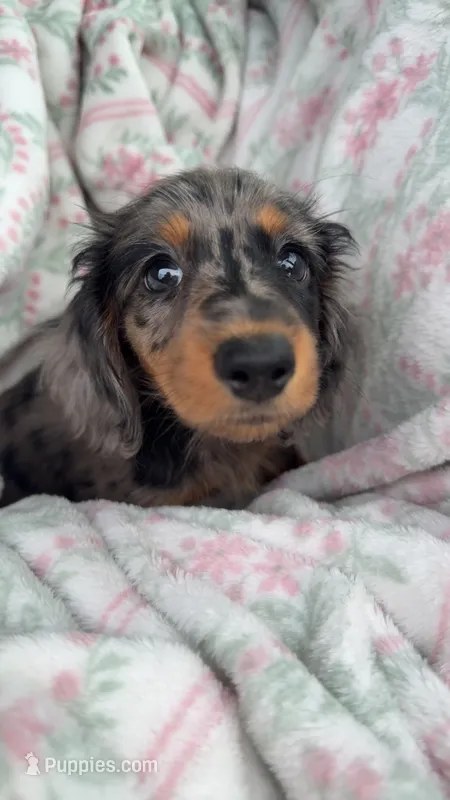 molly – Dachshund puppy for sale in Greenville, VA