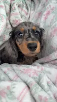 molly, a female Dachshund for sale in Greenville, VA – 1 of 2