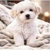 luciano, a male Maltese for sale in Bethesda, MD – Photo 1 of 2