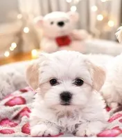 Max, a male Maltese for sale in Bethesda, MD – Photo 2 of 3