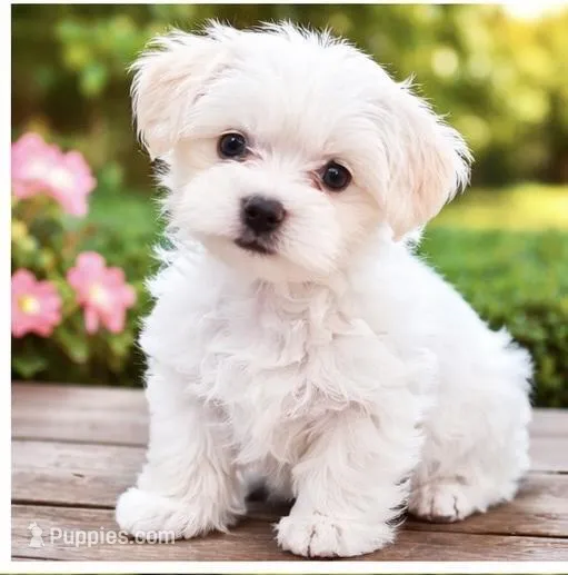 Max – Maltese puppy for sale in Bethesda, MD