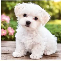 Max, a male Maltese for sale in Bethesda, MD – Photo 1 of 3