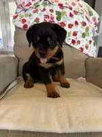 Red , a male Rottweiler for sale in Shelbyville, TN – 3 of 4