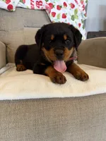 Red , a male Rottweiler for sale in Shelbyville, TN – 2 of 4