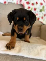Purple , a female Rottweiler for sale in Shelbyville, TN – 3 of 4