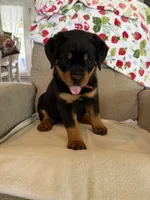 Red , a male Rottweiler for sale in Shelbyville, TN – 4 of 4