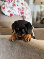 Purple , a female Rottweiler for sale in Shelbyville, TN – 2 of 4