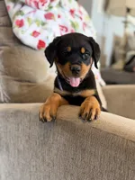 Purple , a female Rottweiler for sale in Shelbyville, TN – 1 of 4