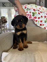 Purple , a female Rottweiler for sale in Shelbyville, TN – 4 of 4