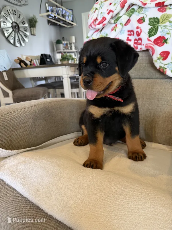 Red  – Rottweiler puppy for sale in Shelbyville, TN