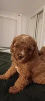 Marta (Marty), a female Cavapoo for sale in Canon City, CO – 5 of 5