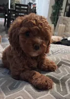 Marta (Marty), a female Cavapoo for sale in Canon City, CO – 4 of 5