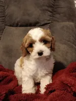 Mabel, a female Cavapoo for sale in Canon City, CO – 1 of 9