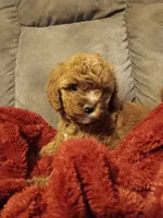 Marta (Marty), a female Cavapoo for sale in Canon City, CO – 2 of 5