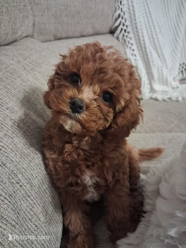 Marta (Marty) – Cavapoo puppy for sale in Canon City, CO
