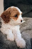 Mabel, a female Cavapoo for sale in Canon City, CO – 5 of 9