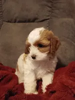 Mabel, a female Cavapoo for sale in Canon City, CO – 2 of 5