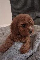 Marta (Marty), a female Cavapoo for sale in Canon City, CO – 3 of 5