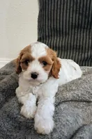 Mabel, a female Cavapoo for sale in Canon City, CO – 3 of 9