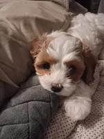 Mabel, a female Cavapoo for sale in Canon City, CO – 8 of 9