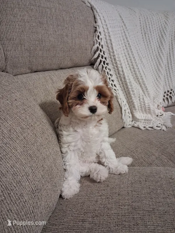 Mabel – Cavapoo puppy for sale in Canon City, CO