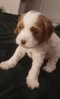 Mabel, a female Cavapoo for sale in Canon City, CO – 5 of 5