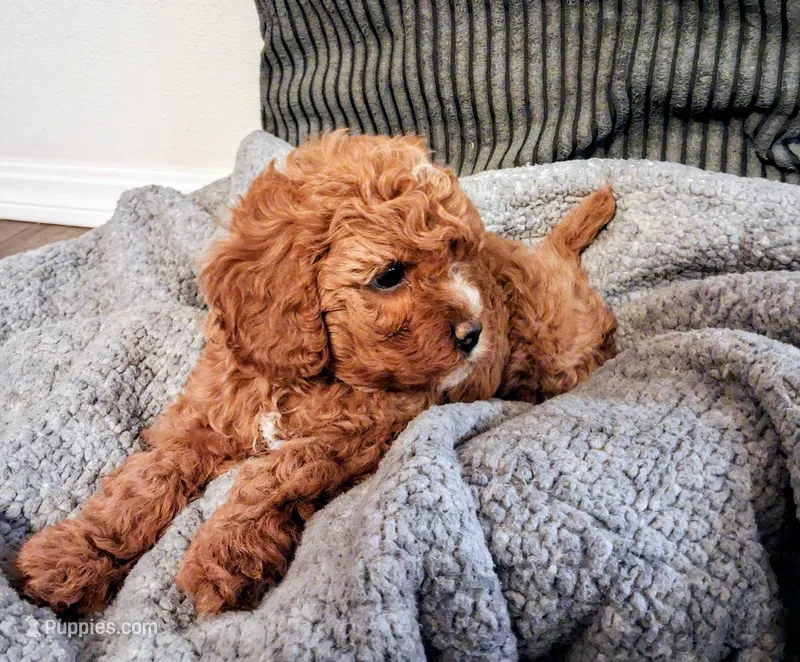 Marta (Marty) – Cavapoo puppy for sale in Canon City, CO