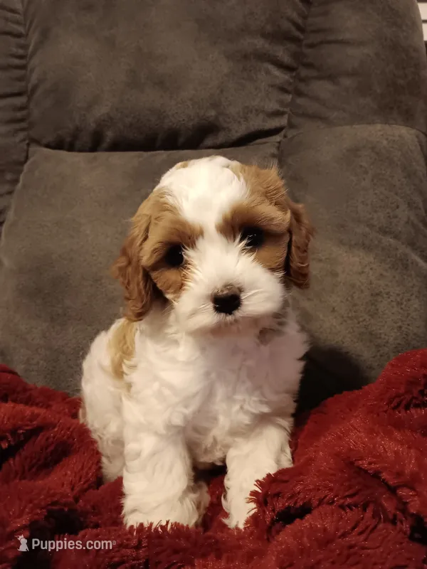 Mabel – Cavapoo puppy for sale in Canon City, CO