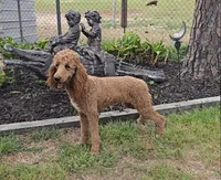 Freya, a female Poodle - Standard  for sale in Sulphur Springs, TX – Photo 2 of 3