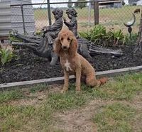 Freya, a female Poodle - Standard  for sale in Sulphur Springs, TX – Photo 3 of 3