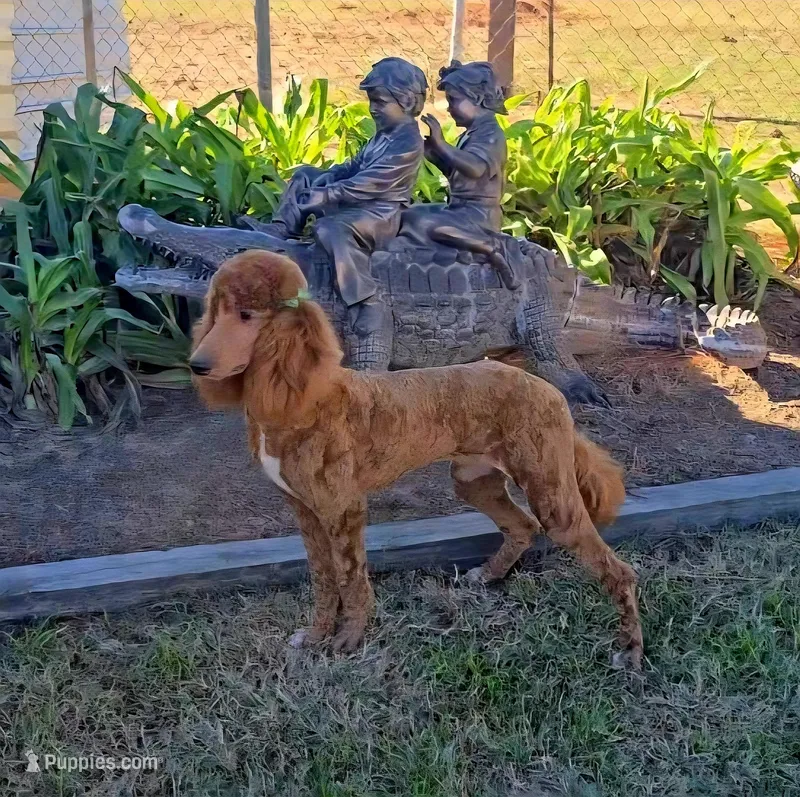 Freya – Poodle - Standard  puppy for sale in Sulphur Springs, TX